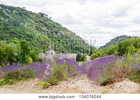 Abbey of Senanque and blooming rows lavender flowers. Gordes, Luberon, Vaucluse, Provence, France, Europe.