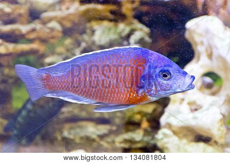 Photo of fish copadichromis kadango in aquarium