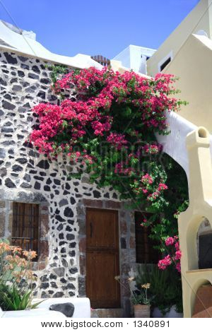  Bougainvillea Growing