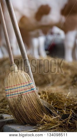 Broom And Shovel For Cattle Dung