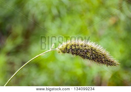 Curved stem of a hairy ripening head of a millet plant heavy from the weight. The millet plant is sown in an animal friendly field edge with wild plants for the benefit of biodiversity.