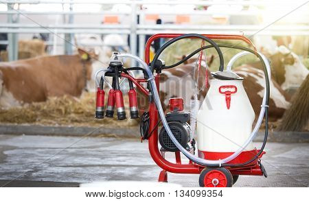 Milking Machine In Front Of Cows