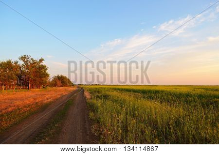 Yellowish green field with the blue sky and clouds оn the sunset.