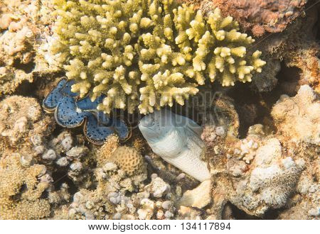 Moray Eel. Red Sea. Egypt