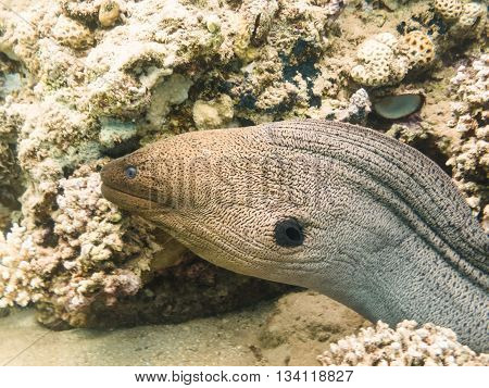 Giant Moray Eel