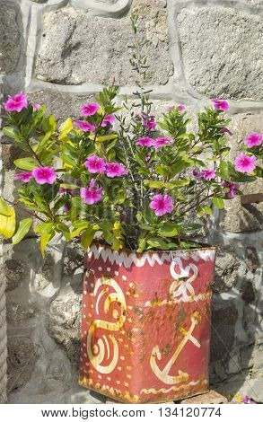 Geranium in painted olive can at the beautiful Greek Island Lesvos