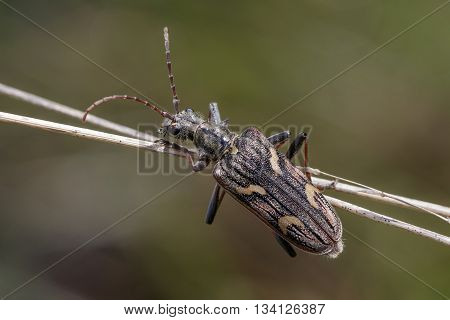 Two-banded longhorn beetle (Rhagium bifasciatum) hanging onto grass stems.