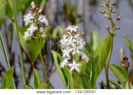 Flowering Bogbean (Menyanthes trifoliata ) in heathland bog.