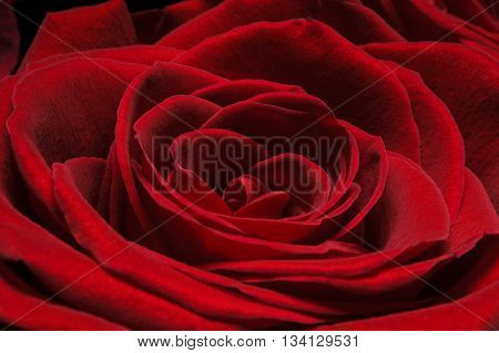 Rose bud with velvety dark red petals, macro shot of flower, nature background