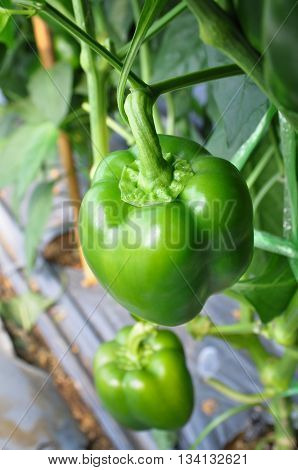 Green bell pepper hanging on tree in the plantation can be eaten fresh or cooked.