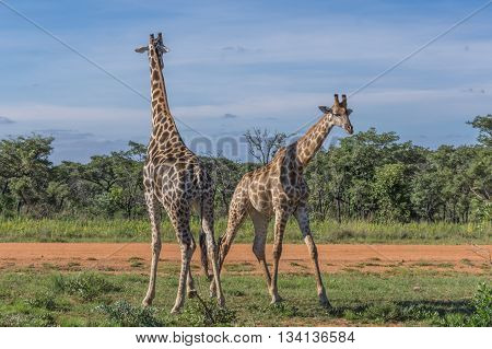 Giraffe teaching her offspring to fight in the Welgevonden Game Reserve in South Africa