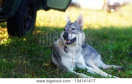 domesticated wolf dog resting relaxed on a meadow in shadow of caravan car