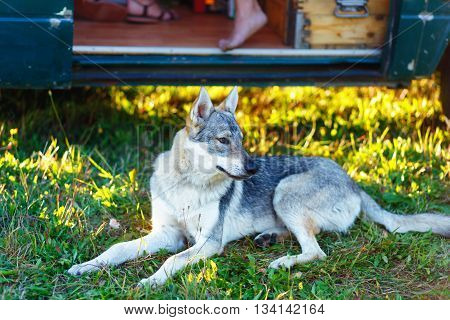 domesticated wolf dog resting relaxed on a meadow in shadow of caravan car. Czechoslovakian shepherd