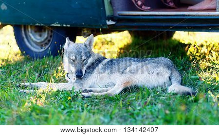 domesticated wolf dog resting relaxed on a meadow in shadow of caravan car. Czechoslovakian shepherd