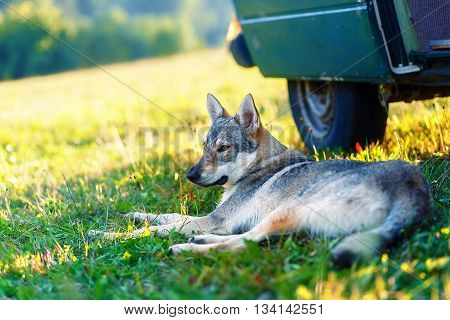 domesticated wolf dog resting relaxed on a meadow in shadow of caravan car. Czechoslovakian shepherd
