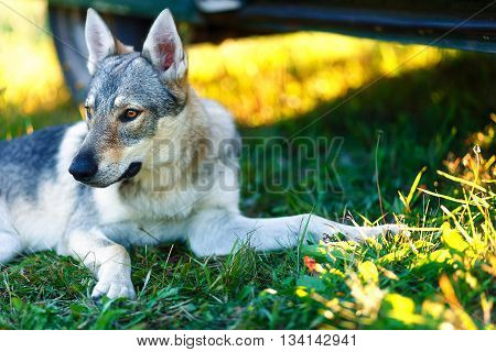 domesticated wolf dog resting relaxed on a meadow in shadow of caravan car. Czechoslovakian shepherd