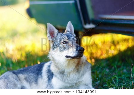 domesticated wolf dog resting relaxed on a meadow in shadow of caravan car. Czechoslovakian shepherd