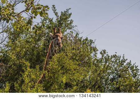 Giraffe grazing in the Welgevonden Game Reserve in South Africa