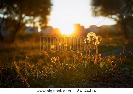 dandelion field over sunset background. dandelions in the evening at sunset. the distance visible high-rise buildings