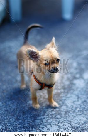 little charming adorable chihuahua puppy on blurred background. Eye contact