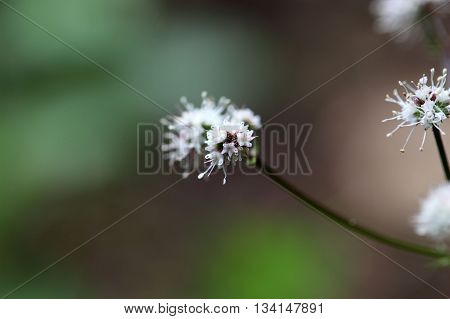 Flower of the wood sanicle (Sanicula europaea) a medical plant in Europe.