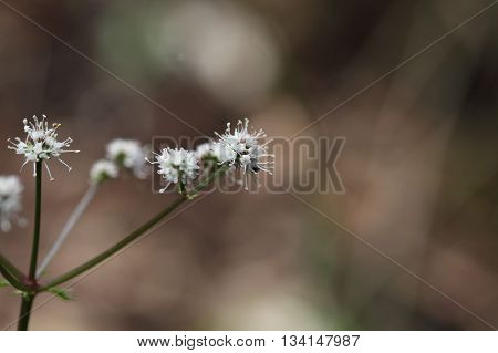 Flower of the wood sanicle (Sanicula europaea) a medical plant in Europe.