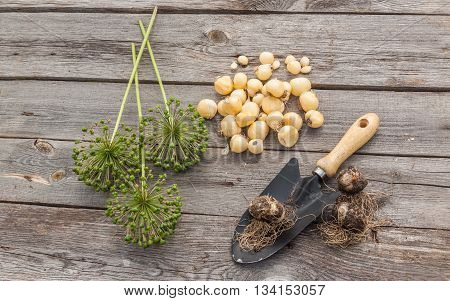 Bulbs Allium aflatunense garden shovel and faded blossoms on a wooden background