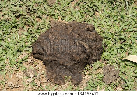 the Faeces of cattle on grass floor.