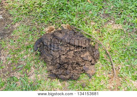 the Faeces of cattle on grass floor