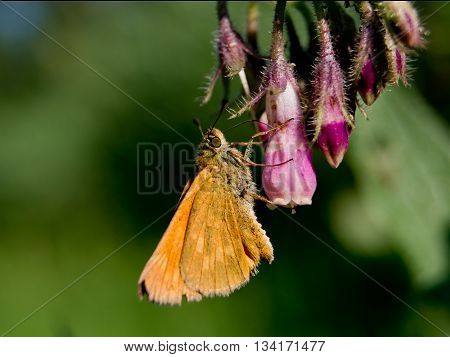 The large skipper (Ochlodes sylvanus) nettle flowers.