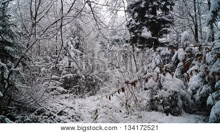 Winter forest with trees and snowdrifts the covered with white snow