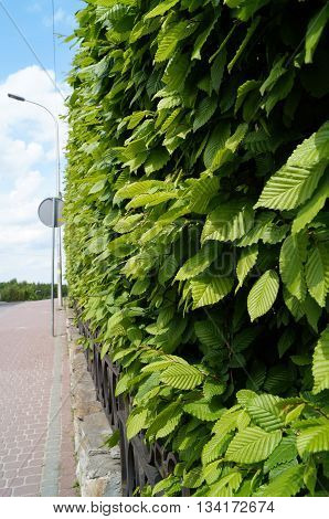 Green decorative fence cropped bushes along the pedestrian road