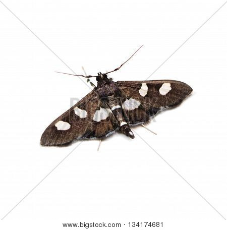Grape Leafroller or Leaffolder moth (Desmia) on a white background