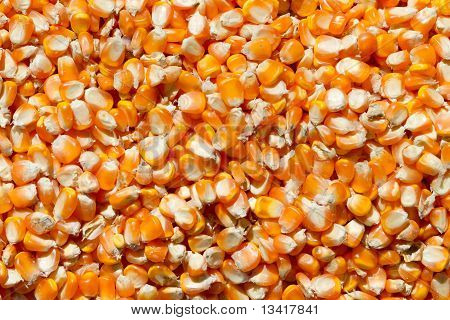 Rohe kompletten Kernel Mais
