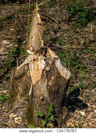 beaver veursachen damage to trees