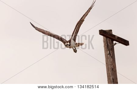 Osprey bird, Pandion haliaetus, takes off from a post in spring in Southern California, United States
