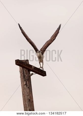 Osprey bird, Pandion haliaetus, takes off from a post in spring in Southern California, United States