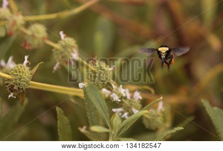 Black and yellow Western Bumble bee Bombus occidentalis gathers pollen in a Southern California garden in spring.