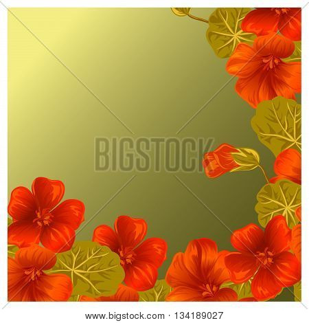 Background with nasturtium for design cards and invitations. Garden orange flower.