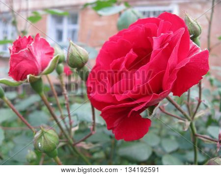 Red rose on the bush about house.