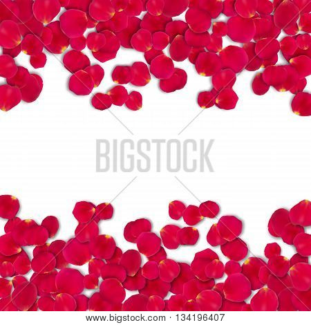 Vector bright roses petals lie. A lot of pink petals on white background. Nature view from above.