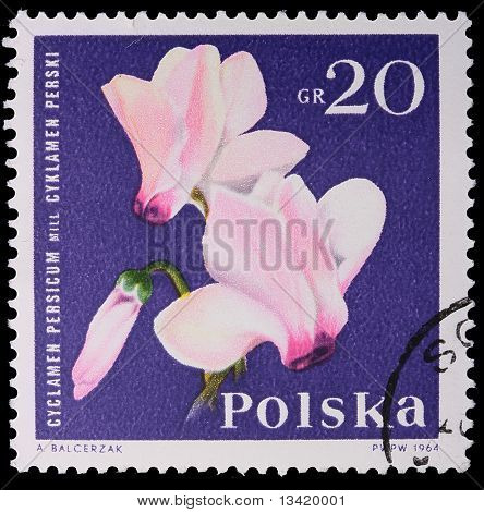 โปแลนด์ - เซอร์กา 1964: แสตมป์ - Cyclamen Persium