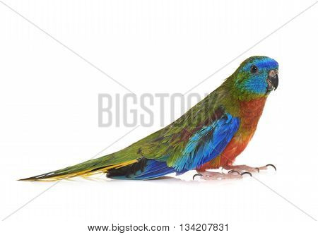 Turquoise parrot in front of white background