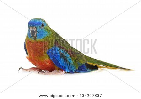 Turquoise parrot in front of white background