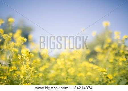 Blurred abstract green blue and yellow landscape with cabbage flowers and sky copy space lens blur background
