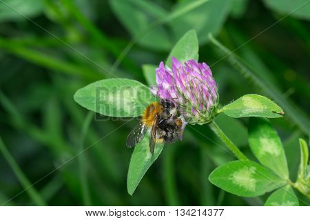 Hard worker bumblebee doing everday chores in evening wild herbs