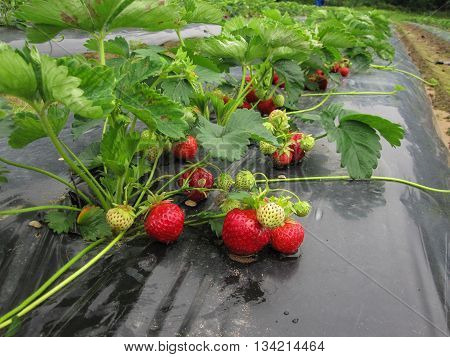 Bush of strawberry with red and green berries.