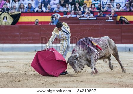 Jaen Spain - October 18 2010: The Spanish Bullfighter Cayetano Rivera bullfighting with the crutch in the Bullring of Jaen Spain