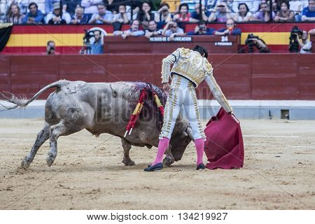 Jaen Spain - October 18 2010: The Spanish Bullfighter Cayetano Rivera bullfighting with the crutch in the Bullring of Jaen Spain
