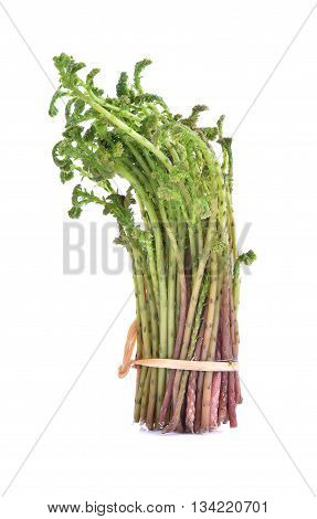 Top view of Selaginella tamariscina (P. Beauv.) Spring